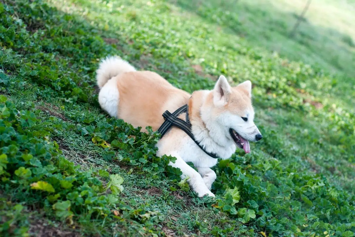 Akita Inu lying on the green grass at the park