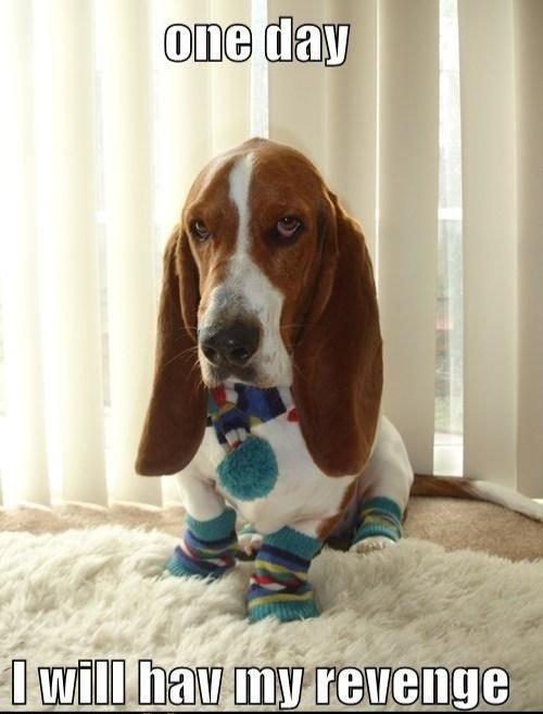 upset Basset Hound sitting on the floor wearing colorful scarf and socks with a text