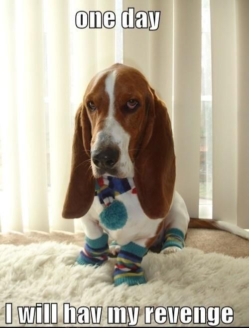 upset Basset Hound sitting on the floor wearing colorful scarf and socks with a text 