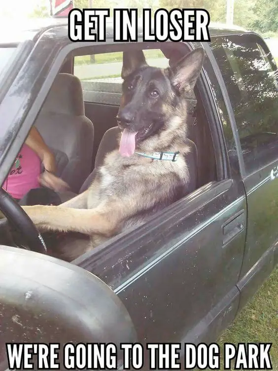 German Shepherd sitting in the driver's seat with a text 