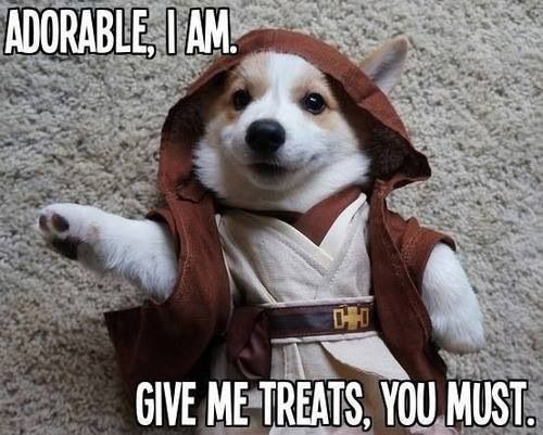 Corgi in ewok outfit photo with a text 