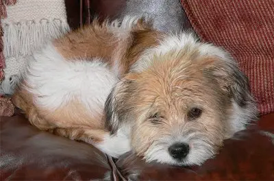 A Bea-Tzu puppy lying on the couch