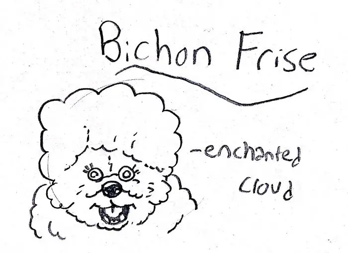 A hand drawn face of a Bichon Frise with handwritten - Bichon Frise- enchanted cloud