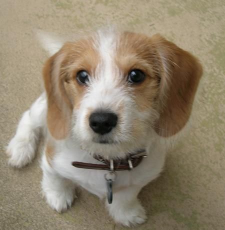 A Borkie puppy sitting on the floor with its begging face