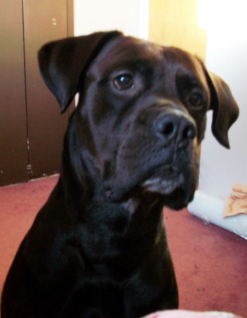 Bullmasador Labrador Retrieverbullmastiff Mix The Paws