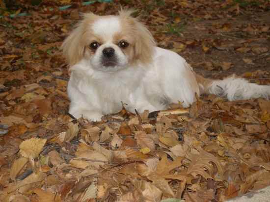 A Pekalier lying on top of the dried leaves