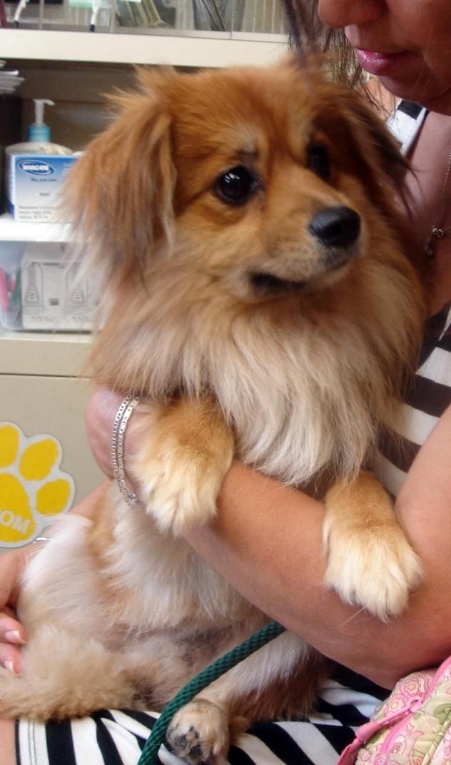 A Cavapom sitting in the lap of a woman