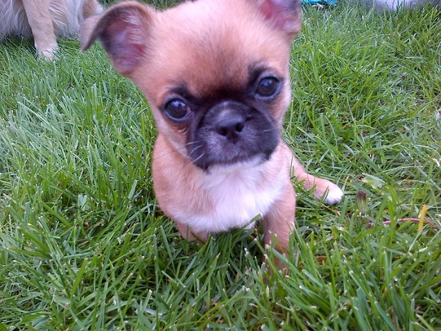 A Cheeks sitting on the green grass