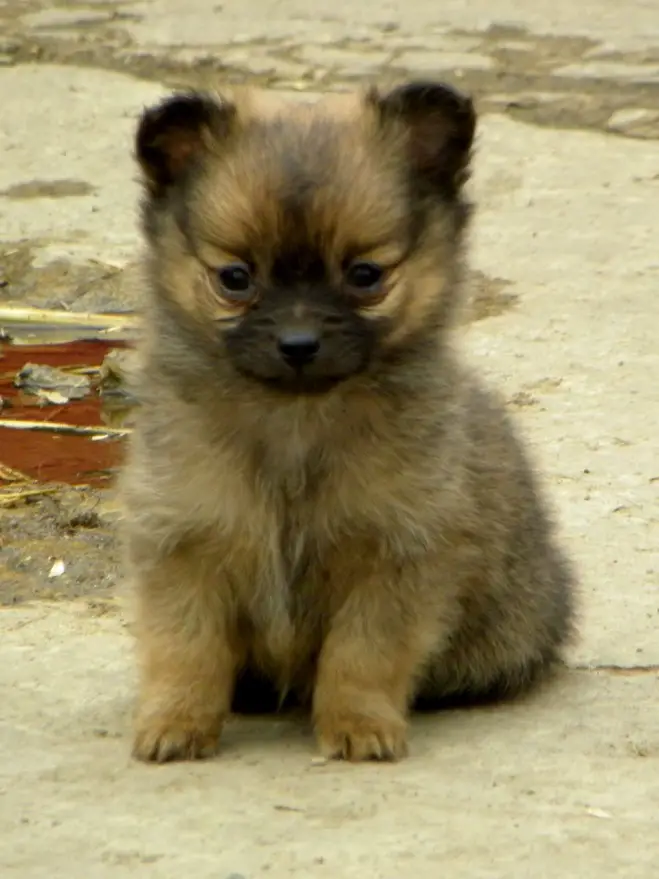 A Chiranian puppy siting on the pavement