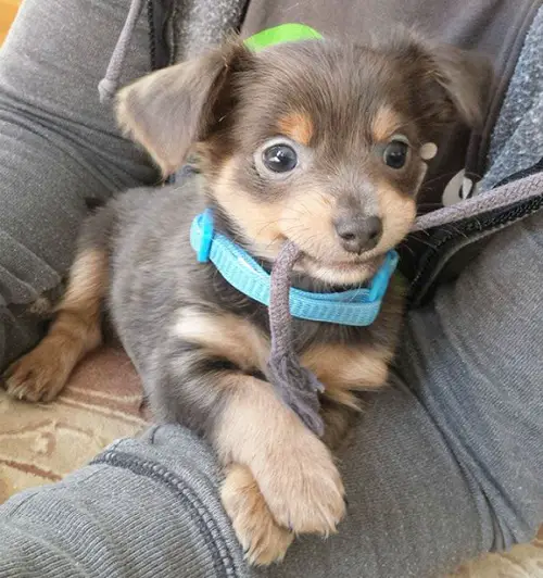 Chiweenie puppy in between the arms of a person while biting the drawstring of his jacket