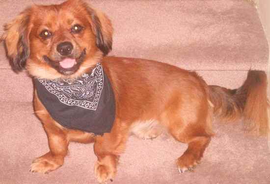 A Pekehund standing on the couch while wearing a black scarf