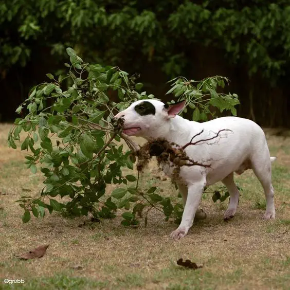 English Bull Terrier with a plant on its mouth
