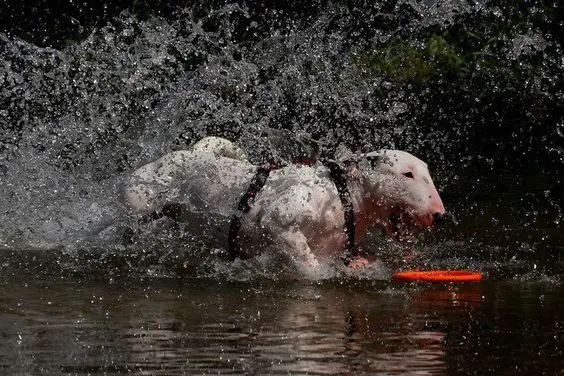 English Bull Terrier running in the water playing fetch