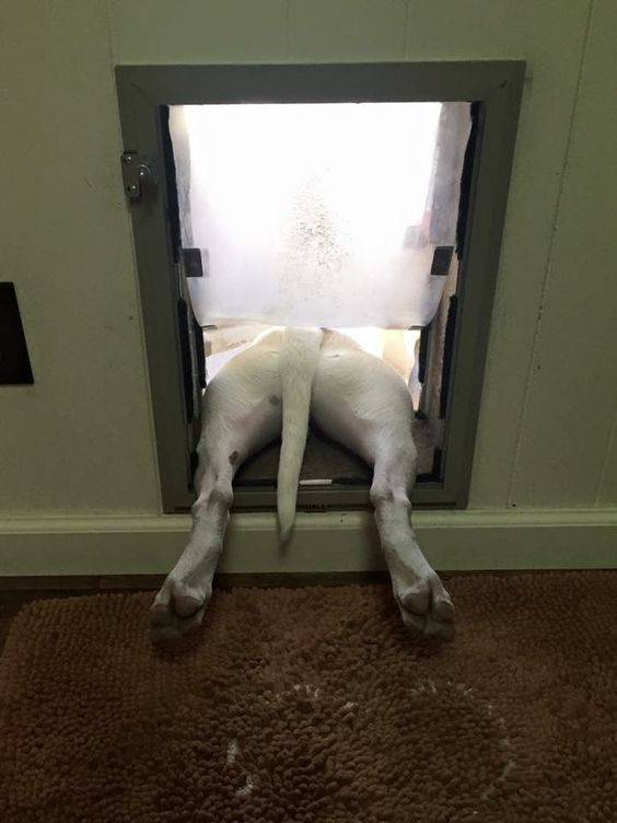 English Bull Terrier puppy hanging from their small door