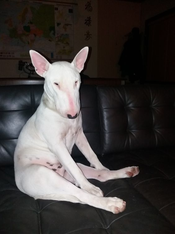 sitting English Bull Terrier on the couch