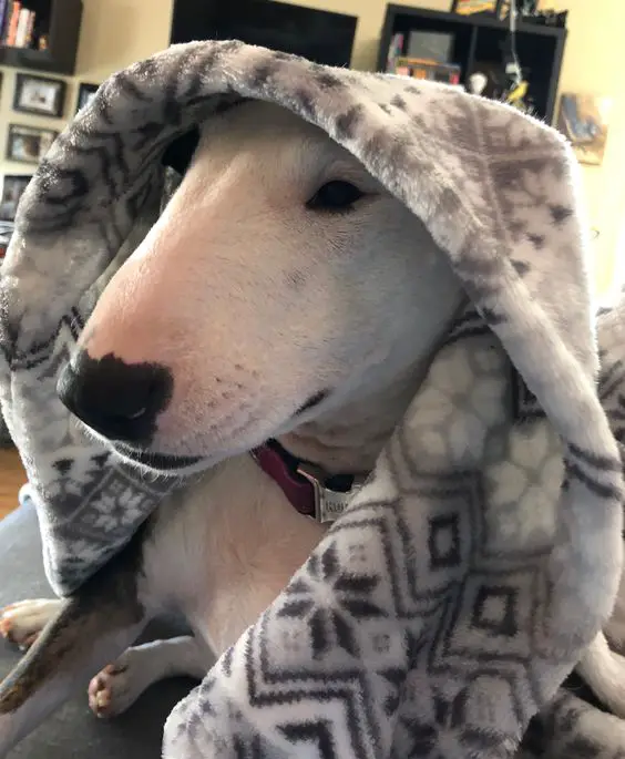English Bull Terrier with towel on its head