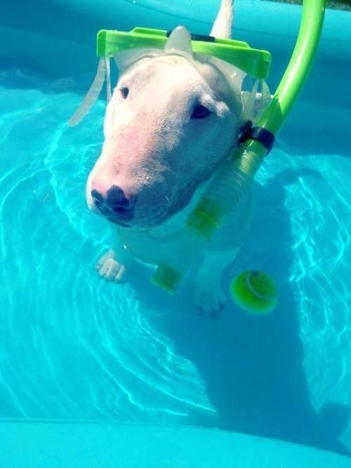 English Bull Terrier in the pool wearing a snorkeling