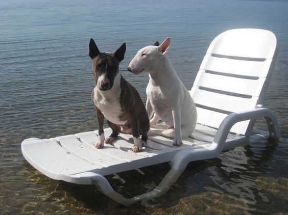 two English Bull Terrier sitting on the beach bench