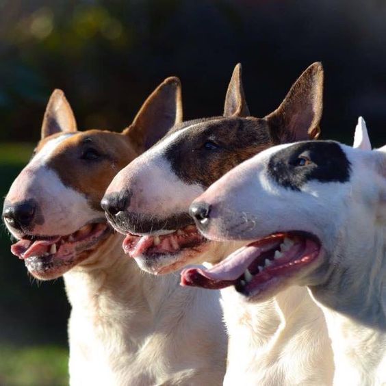 three English Bull Terrier with its tongues sticking out