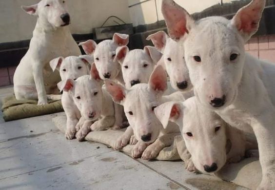 adult and puppies English Bull Terrier lying on the floor