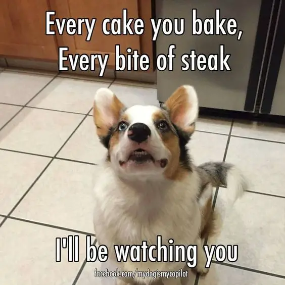 begging Corgi while sitting photo with a text 