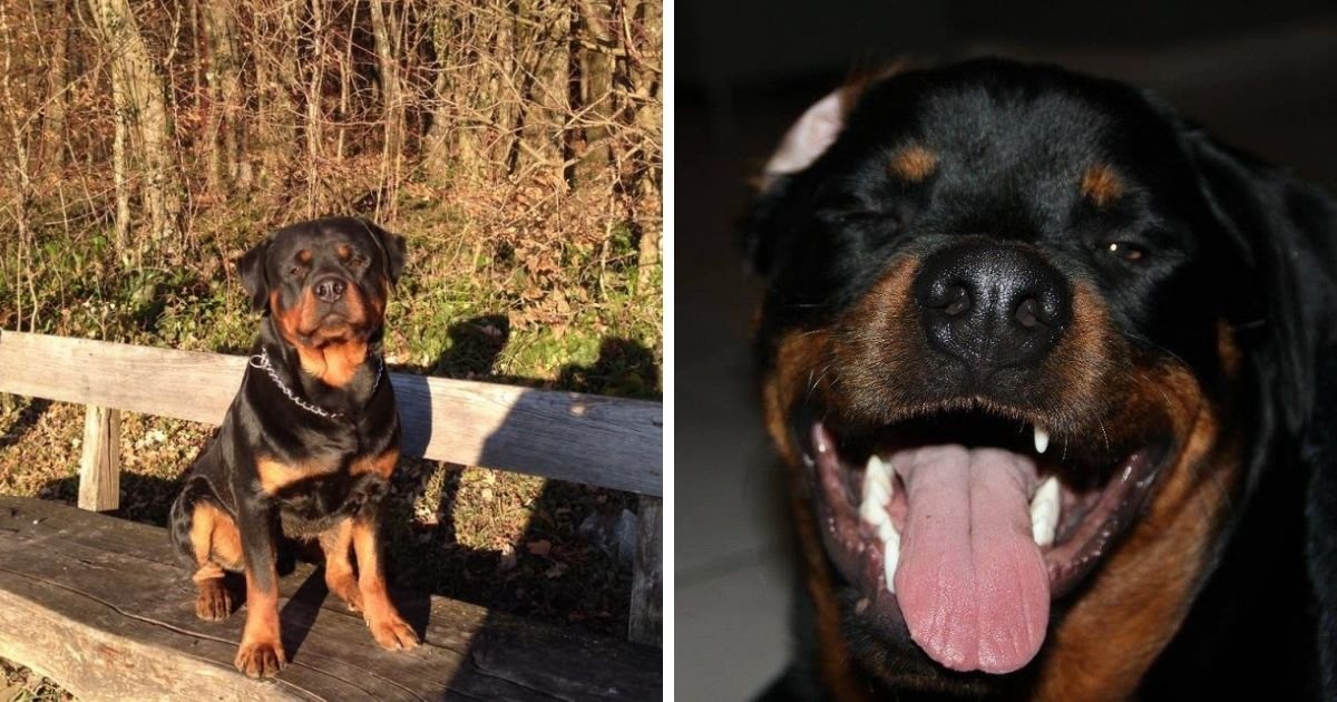 155+ Pictures That Prove Rottweilers Are Most Awesome Breed EVER - The Paws