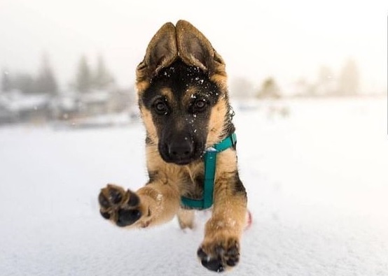 A German Shepherd puppy jumping in snow