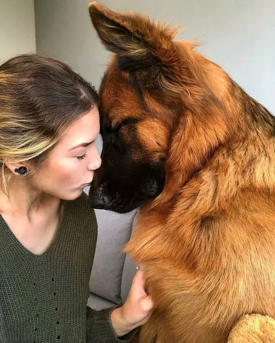 a woman kissing the nose of a German Shepherd dog