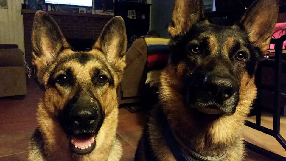 two German Shepherd Dogs sitting on the floor with their begging faces