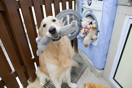 A Golden Retriever sitting in front of the washing filled with its toy and holding one stuffed toy in its mouth