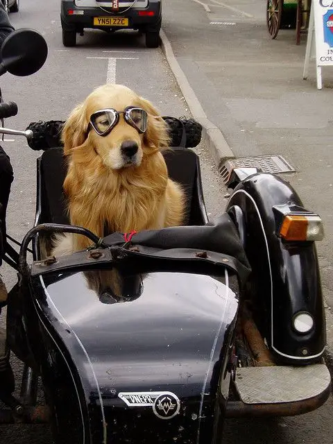 A Golden Retriever riding in a car connected to he motorcycle while wearing goggles