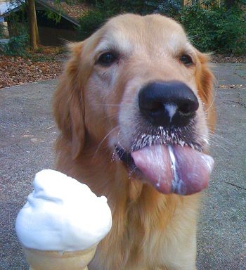 A Golden Retriever licking an ice cream