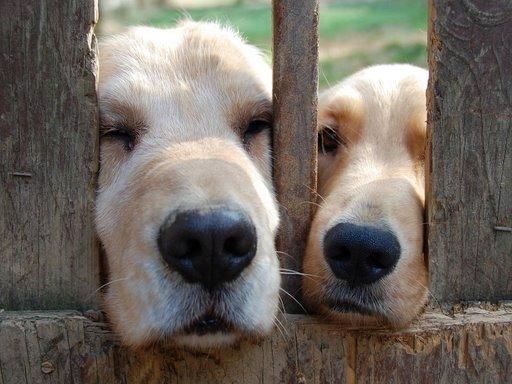 two Golden Retrievers with their noses peeking through the fence