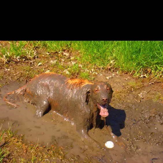 A Golden Retriever lying in mud while smiling.