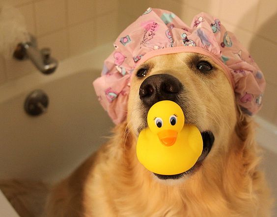 A Golden Retriever sitting inside the bath tub wearing a pink shower cap and with yellow duck squishy toy