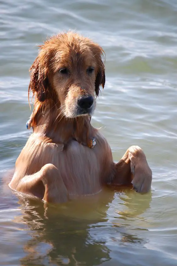 A Golden Retriever in the water at the beach