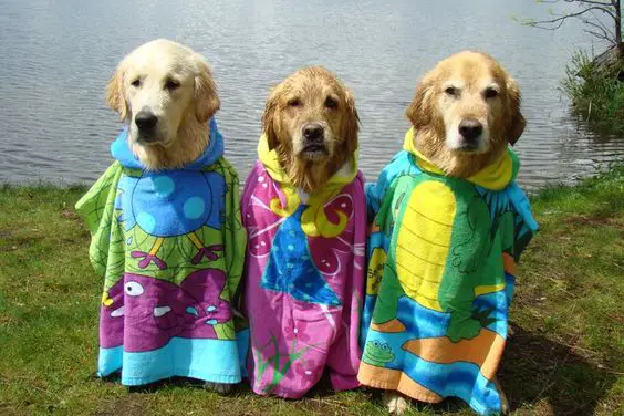 three Golden Retriever wearing funny bathrobes with cartoon characters while sitting by the lake