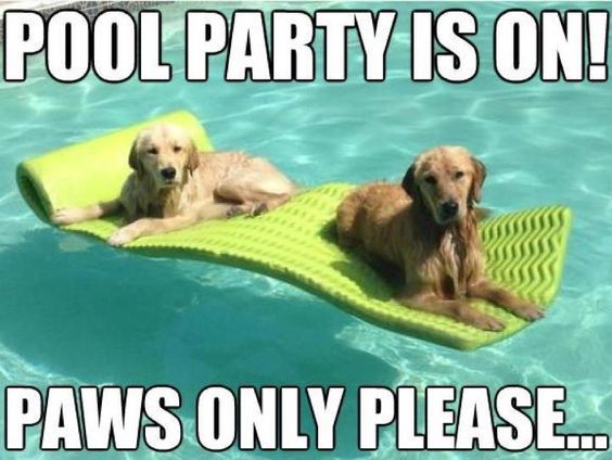 two Golden Retriever lying on top of their floatie in the pool photo with text - Pool party is on! paws only please...