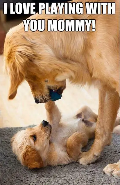 A Golden Retriever adult with a toy in its mouth while standing on top of a puppy lying on the carpet photo with text - I love playing with you mommy!