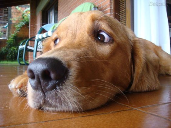 A Golden Retriever lying on the floor with its scared eyes looking sideways