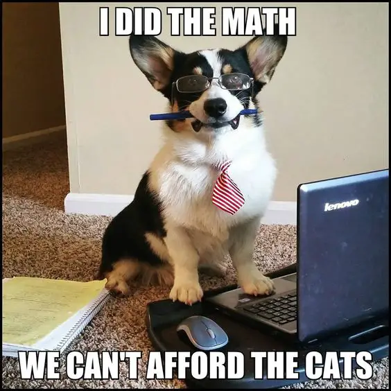 Corgi sitting in front of a laptop wearing glasses photo with a text 