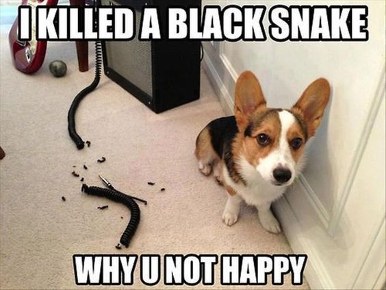 guilty Corgi sitting on the floor beside the door with a torn wire photo and a text