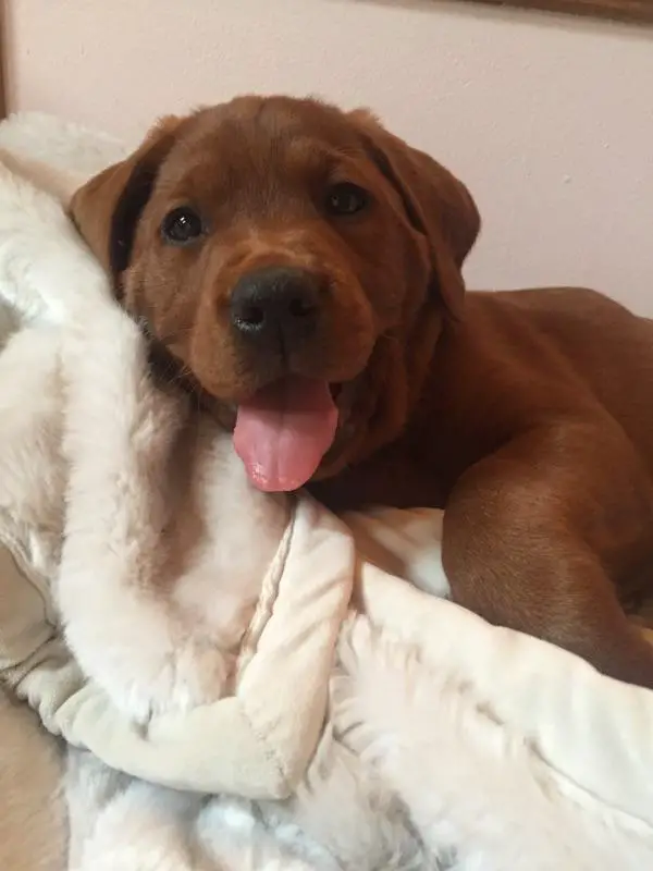 A Fox Red Lab Puppy lying on tis bed while smiling with its tongue out