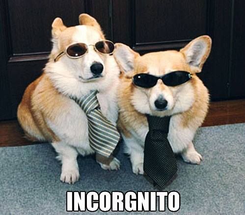 Corgi wearing neck tie and sunglasses photo with a text 
