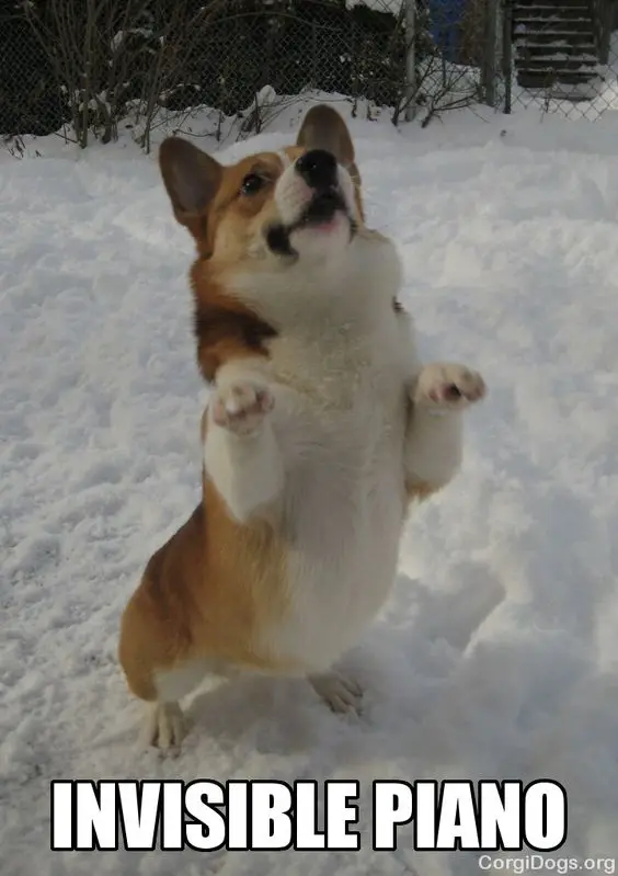 Corgi standing up in snow photo with a text 