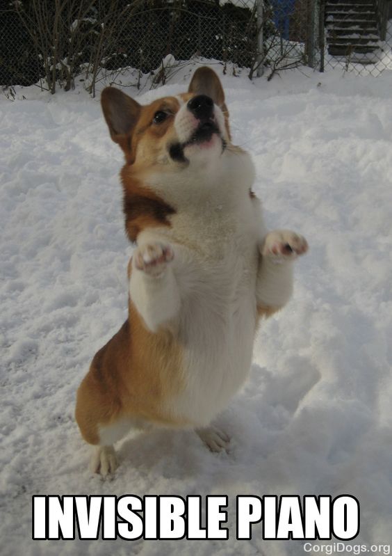 Corgi standing up in snow photo with a text