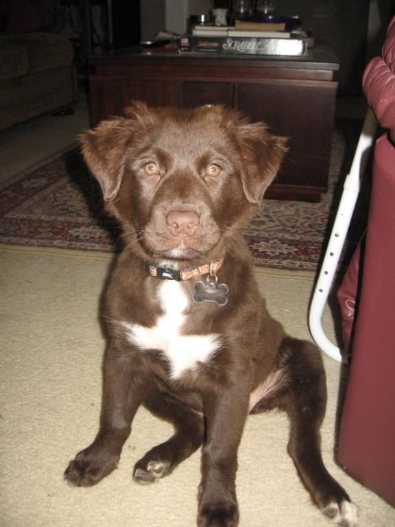 springer spaniel lab mix