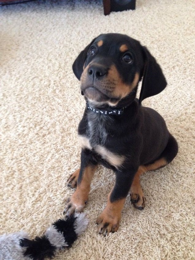 rottweiler pointer mix