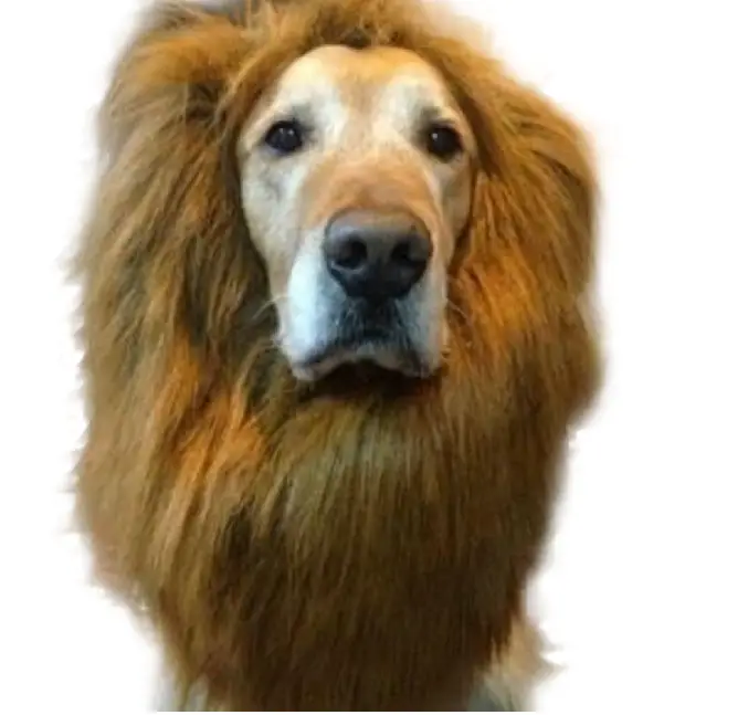 A lion head piece for Labrador Retriever