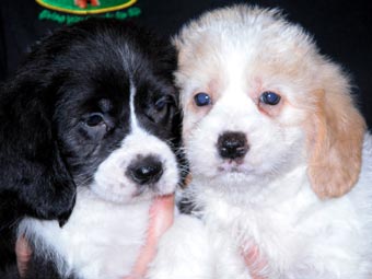 two Malteagle puppies being held by a person